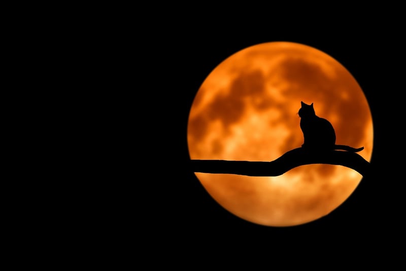 Lunar Blessings